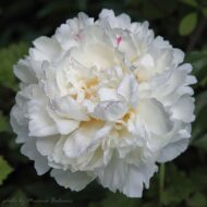 Boule de Neige - Pilt 4