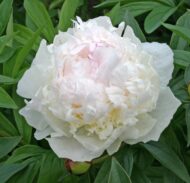 Boule de Neige - Pilt 2