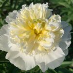 Bridal Icing