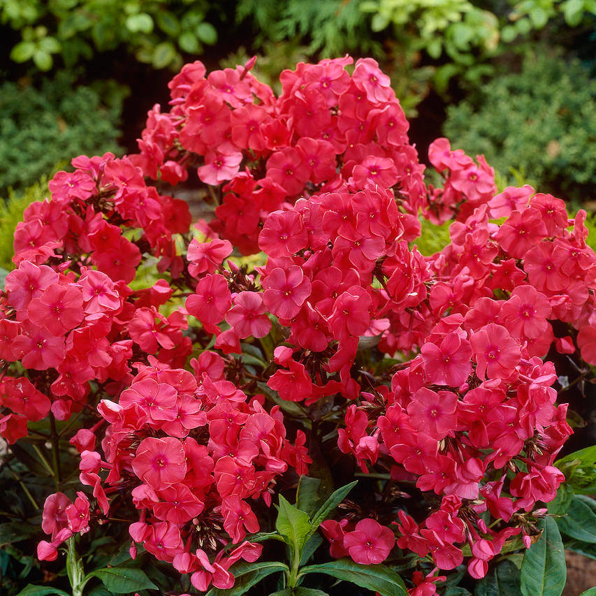 Phlox Brigadier Brigadier - Pilt 1