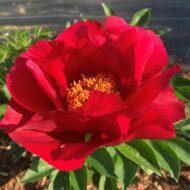Burma Ruby - Pilt 3
