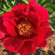 Burma Ruby - Pilt 2