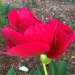 Burma Ruby