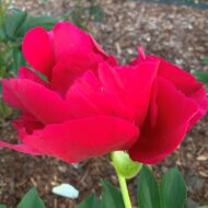 Burma Ruby