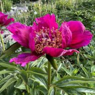 Burst of Joy - Pilt 2