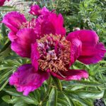Burst of Joy