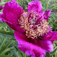 Burst of Joy - Pilt 3