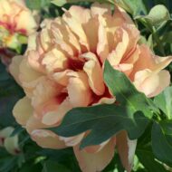 Callie's Memory - Pilt 3