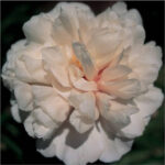 Camelia White