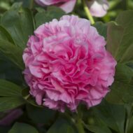 Carnation Bouquet - Pilt 2