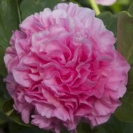 Carnation Bouquet - Pilt 3