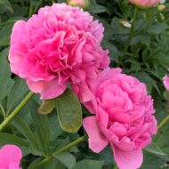 Carnation Bouquet - Pilt 4