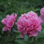 Carnation Bouquet