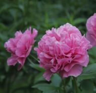 Carnation Bouquet