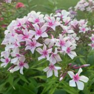 Casablanca Rose - Pilt 2