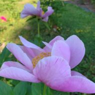 Chalice Pink - Pilt 4