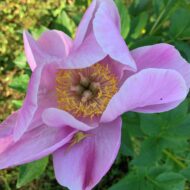 Chalice Pink - Pilt 2