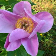 Chalice Pink - Pilt 3