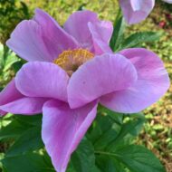 Chalice Pink - Pilt 5