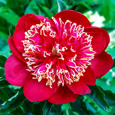 Charles-Burgess-1 Charles Burgess - Pilt 1