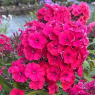 Peacock Cherry Red - Pilt 3