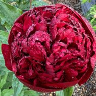 Christmas Velvet - Pilt 4