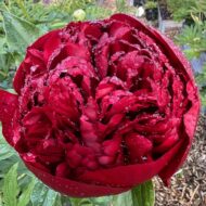 Christmas Velvet - Pilt 5