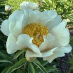 Claire De Lune
