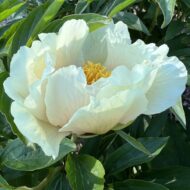 Claire De Lune - Pilt 3