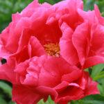 Coral Fay