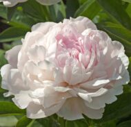 Coral Queen - Pilt 2