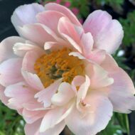 Coral Sunset - Pilt 3