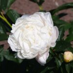Corinne Wersan