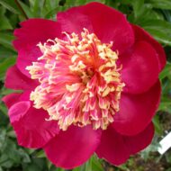 Nippon Beauty - Pilt 3