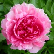 Rose Heart - Pilt 3