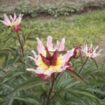 Daisy Coronet