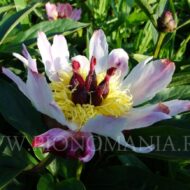 Daisy Coronet - Pilt 3