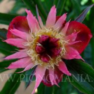 Daisy Coronet - Pilt 4