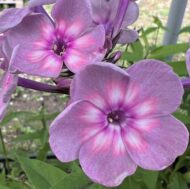 David's Lavender - Pilt 2