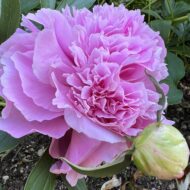 Dresden Pink - Pilt 3
