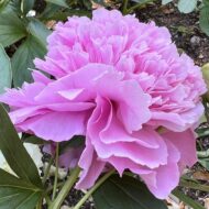 Dresden Pink - Pilt 4