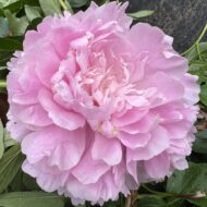 Dresden Pink - Pilt 2