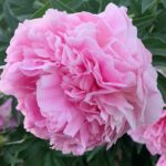 Dresden Pink