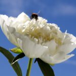 Duchesse de Nemours