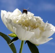 Duchesse de Nemours