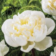 Duchesse de Nemours - Pilt 4