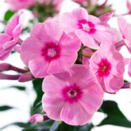 Early Dark Pink