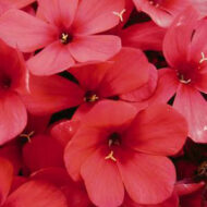 Early Red - Pilt 2