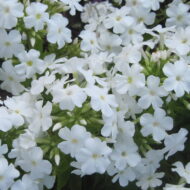 Early White - Pilt 2