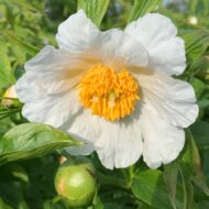 Early Wildflower - Pilt 3
